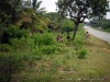 Tropic of Capricorn