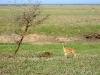 Visita ao Parque Nacional da Gorongosa