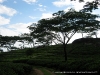 Vila Junqueiro Zambézia Mozambique