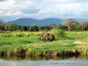 Rio Zambeze, Elefante, Zambia