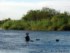 Hipopótamos, Rio Okavango, Namibia