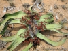 Welwitschia Mirabilis