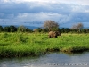 Rio Zambeze, Elefante, Zambia