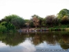 Banho no rio Zambeze, Zambia