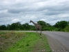 Girafa, Livingstone, Zambia